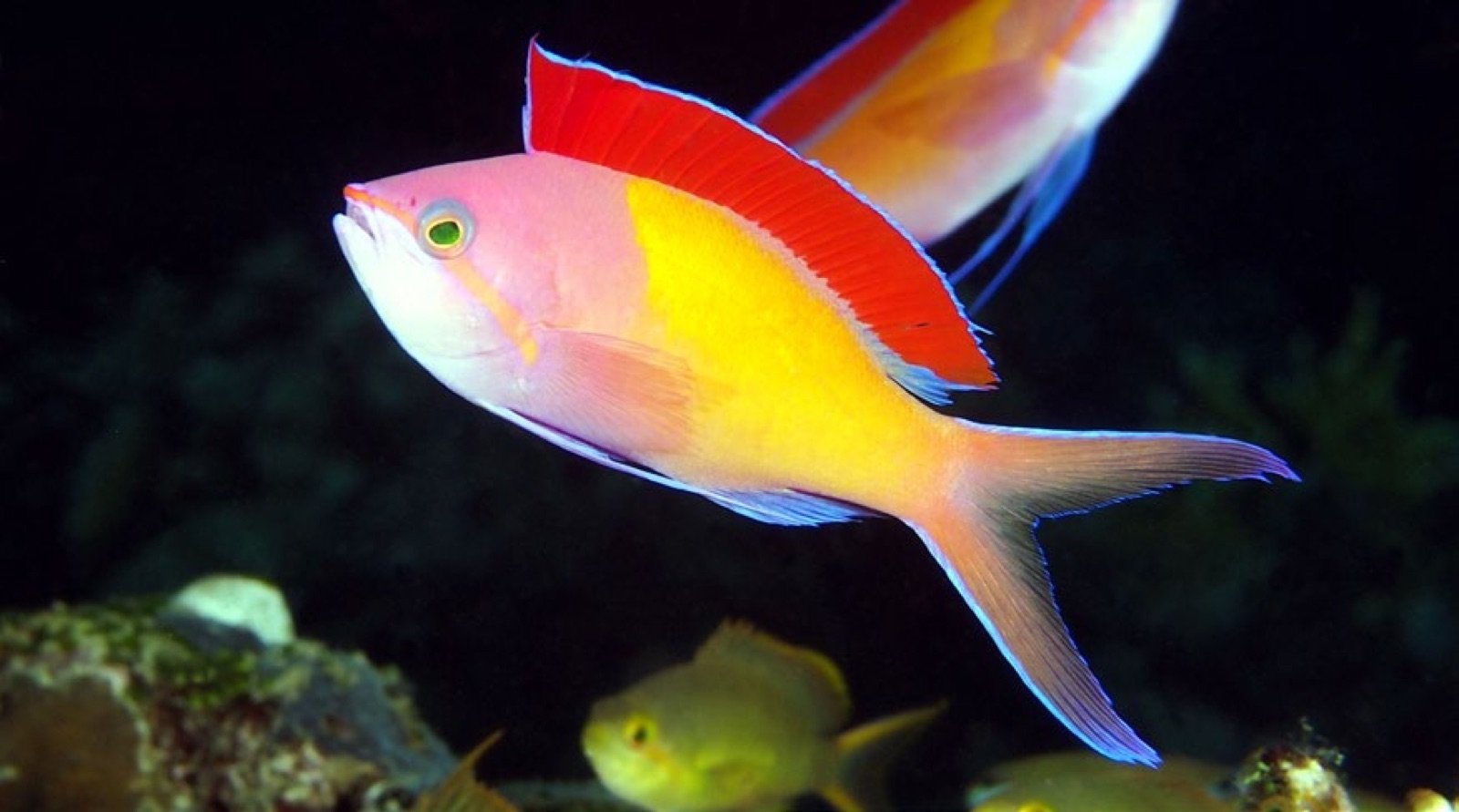 Pseudanthias dispar, un anthias de petite taille