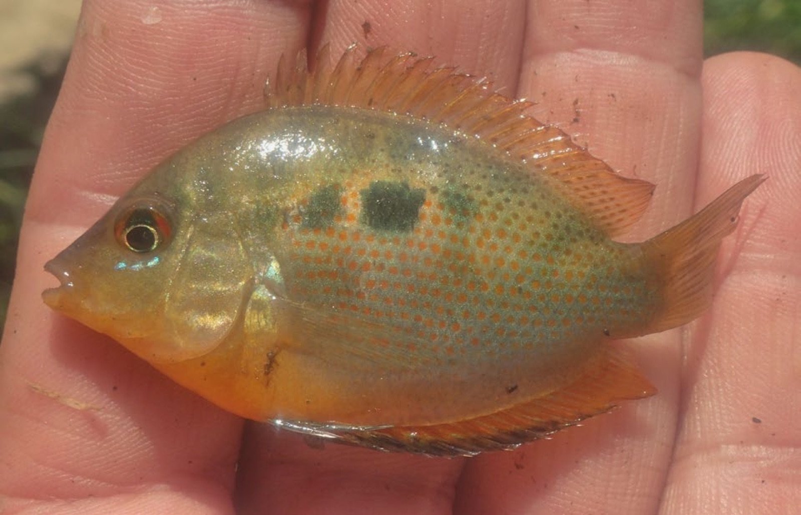 Pseudetroplus maculatus à la couleur jaune mythique tenu en main