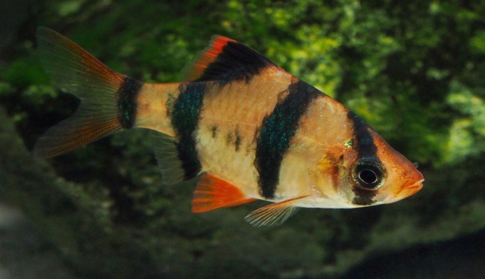 Barbus de Sumatra Puntigrus tetrazona, poisson déconseillé avec le gourami perlé