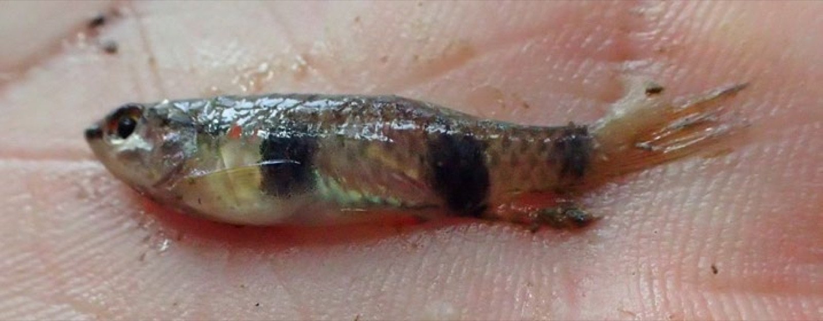 Pyrrhulina vittata, petit characidé crayon d’Amazonie péruvienne