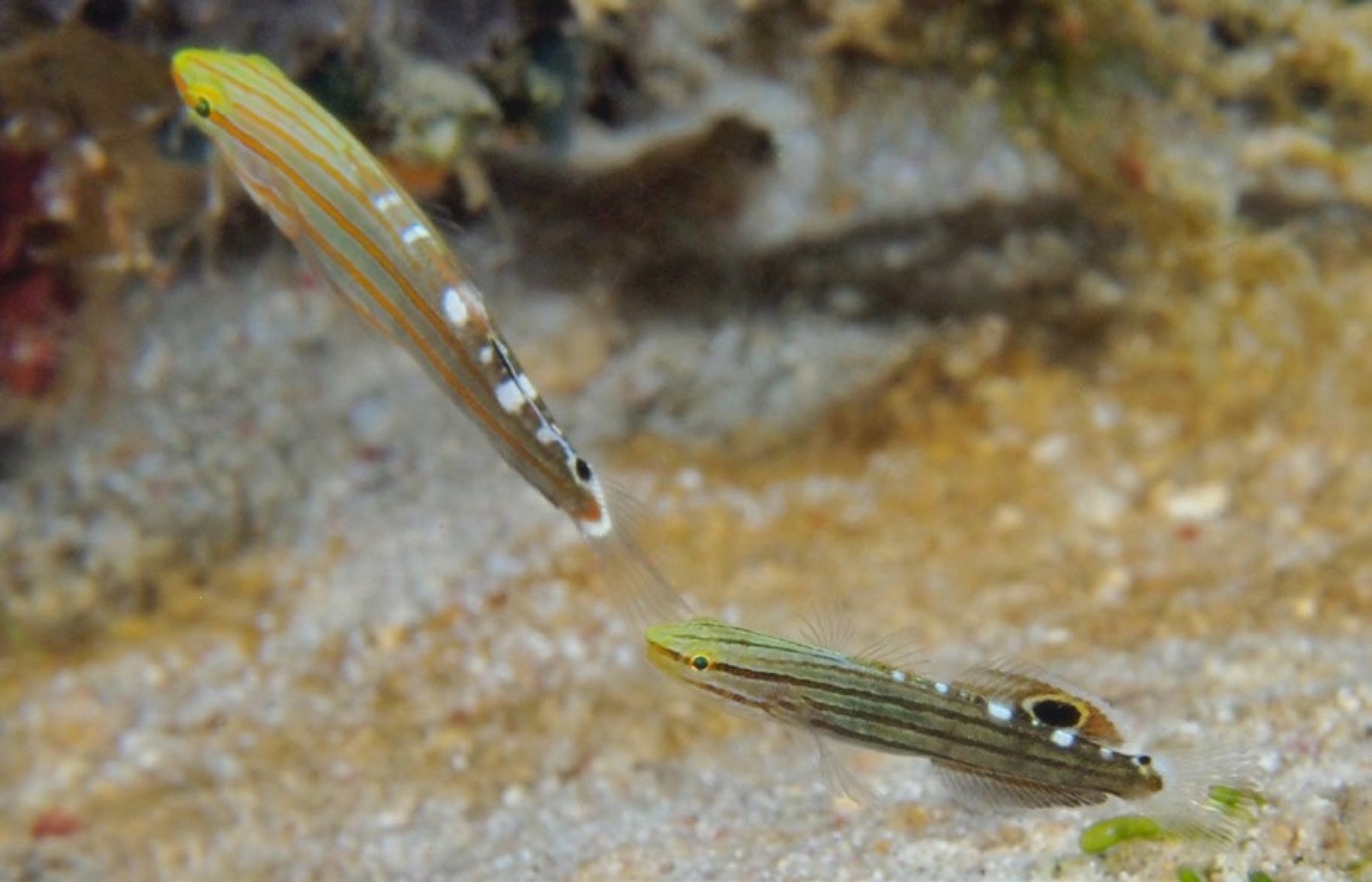 Koumansetta rainfordi montrant la coloration adulte et juvénile