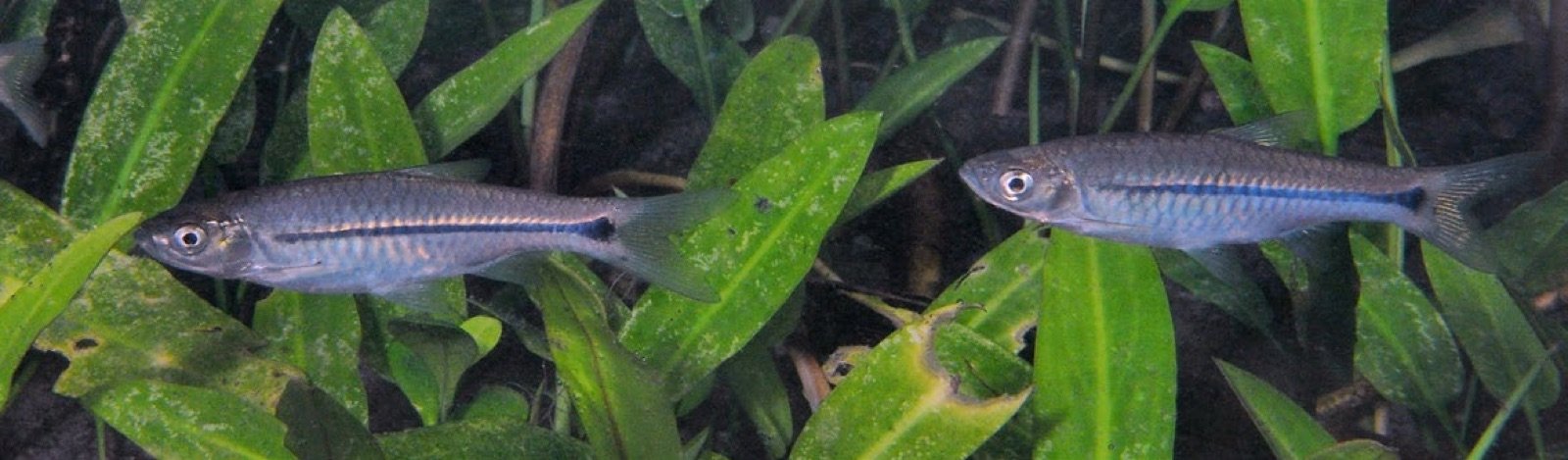 Rasbora paviana nageant en petits groupes dans la rivière Tha Pom