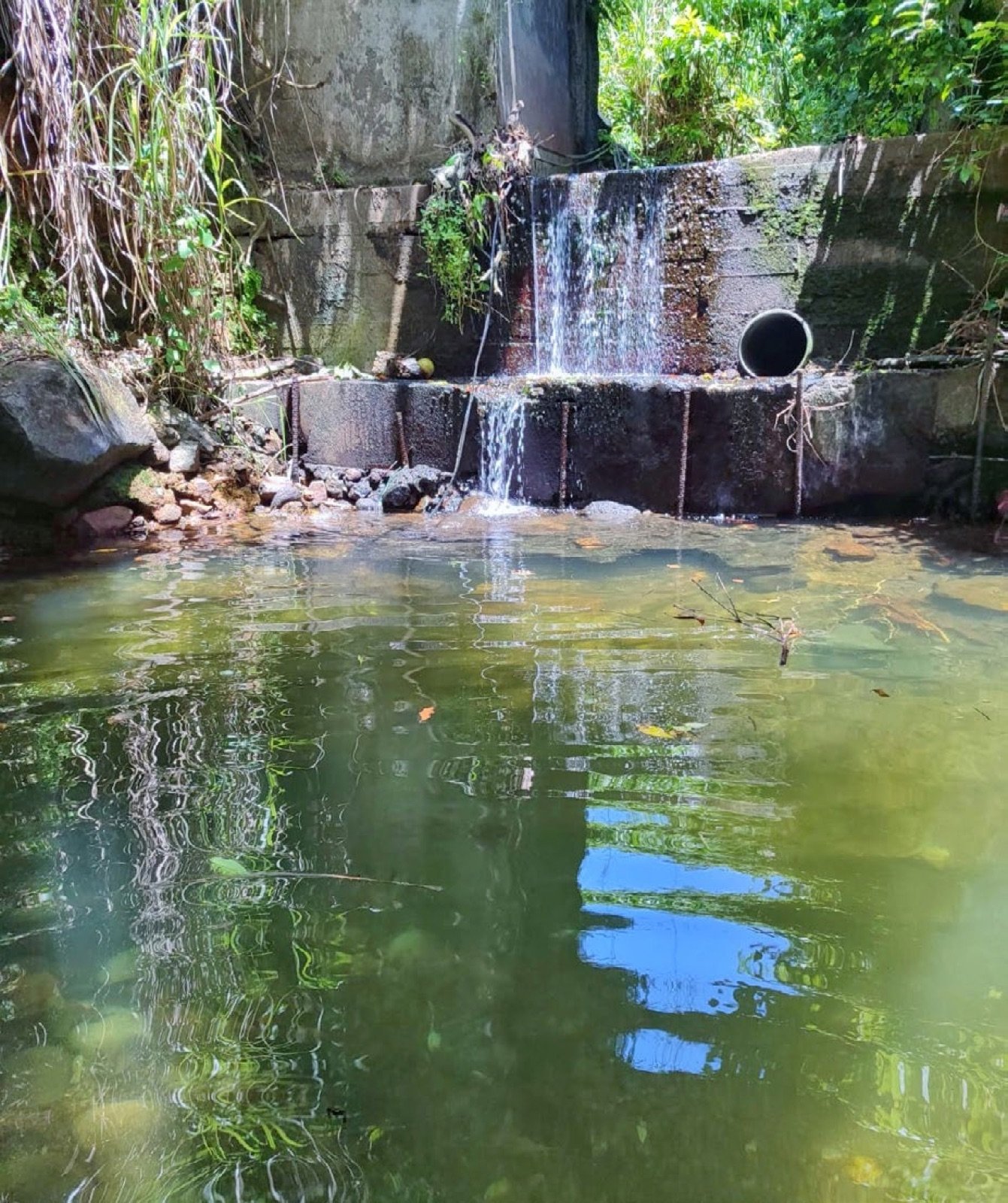 Ravine de Guadeloupe colonisée par les ancistrus