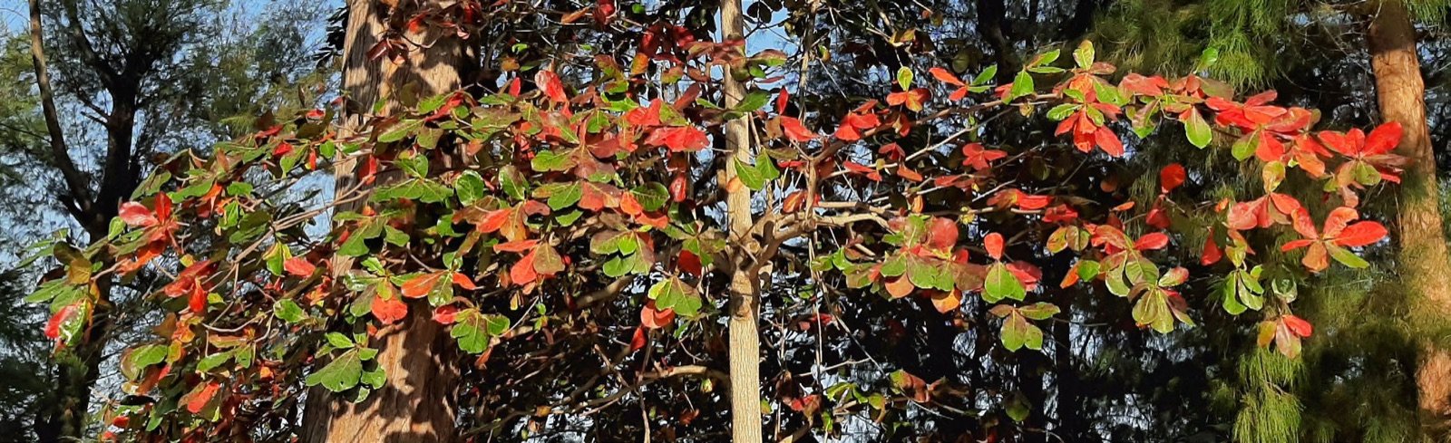 Terminalia catappa aux feuilles rouges flamboyantes prêtes à être récoltées