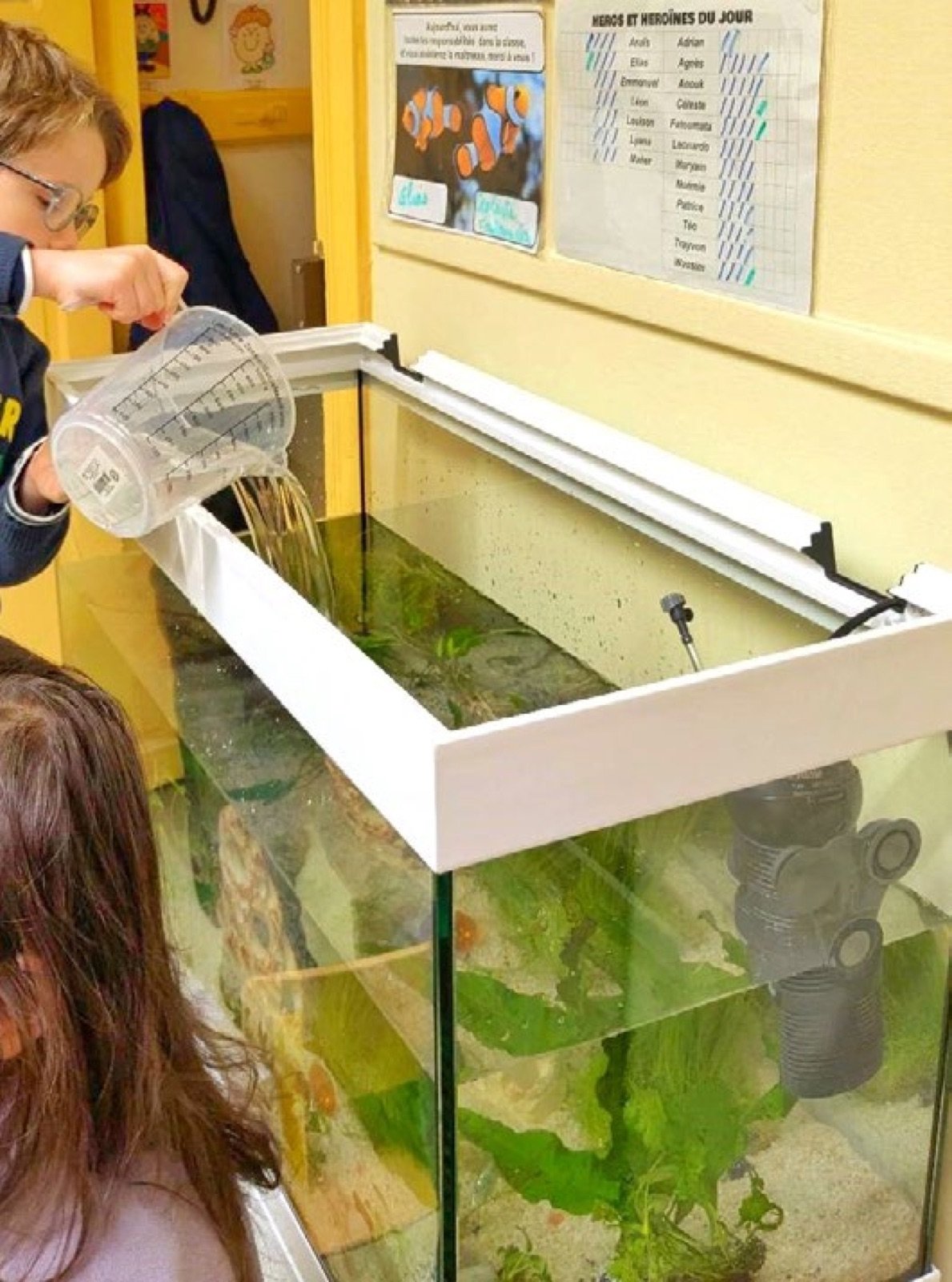 Remplissage de l'aquarium de la classe seau par seau