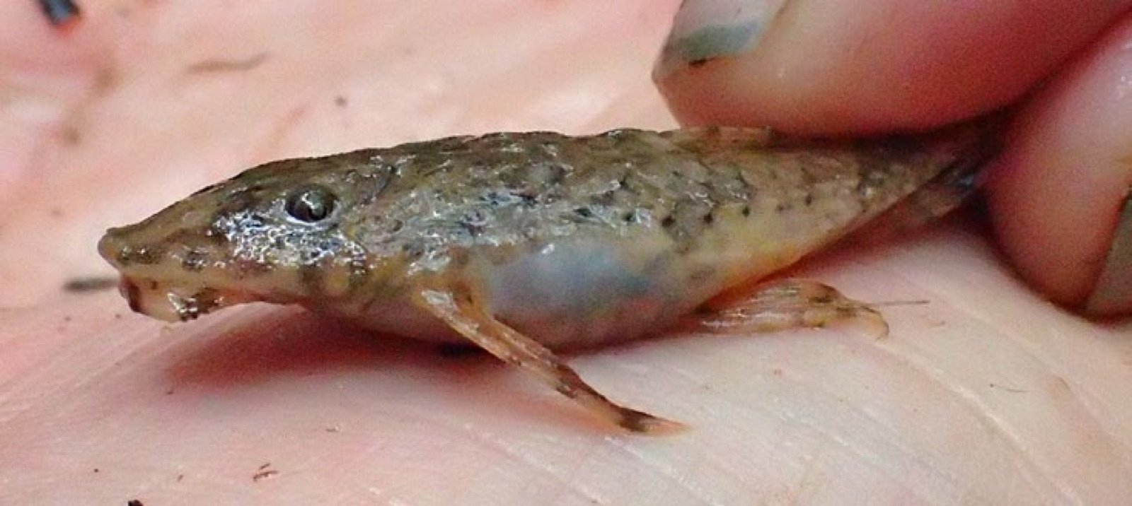 Loricariidé du genre Rineloricaria, espèce indéterminée