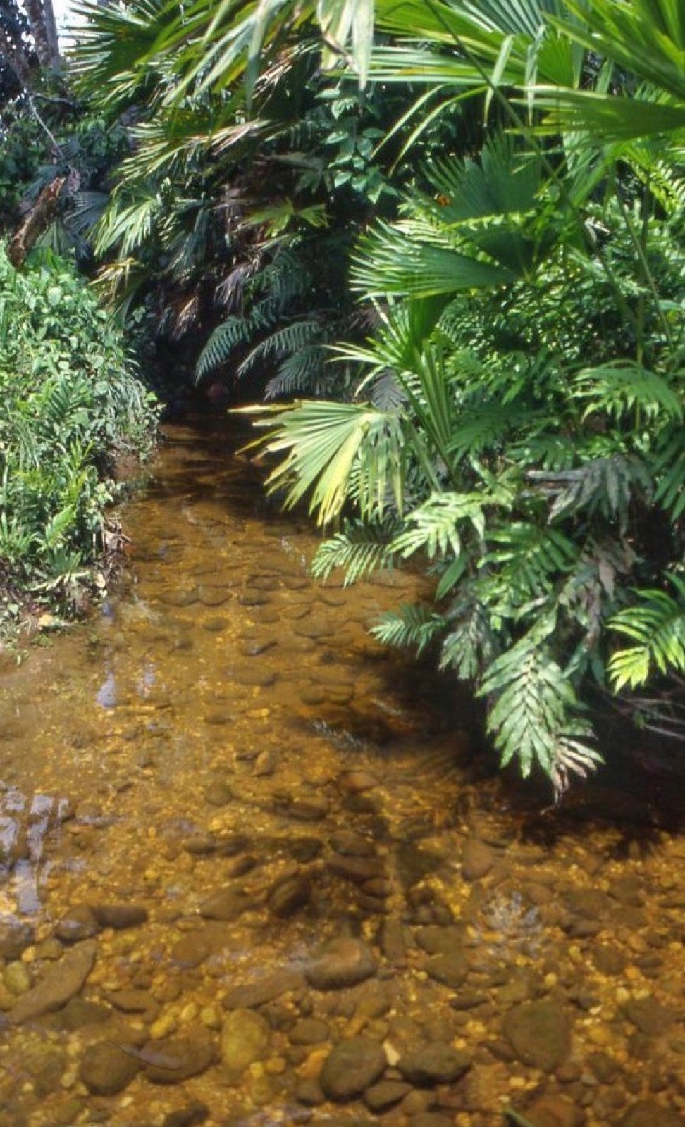 Rivière d'eau claire, biotope naturel des ancistrus