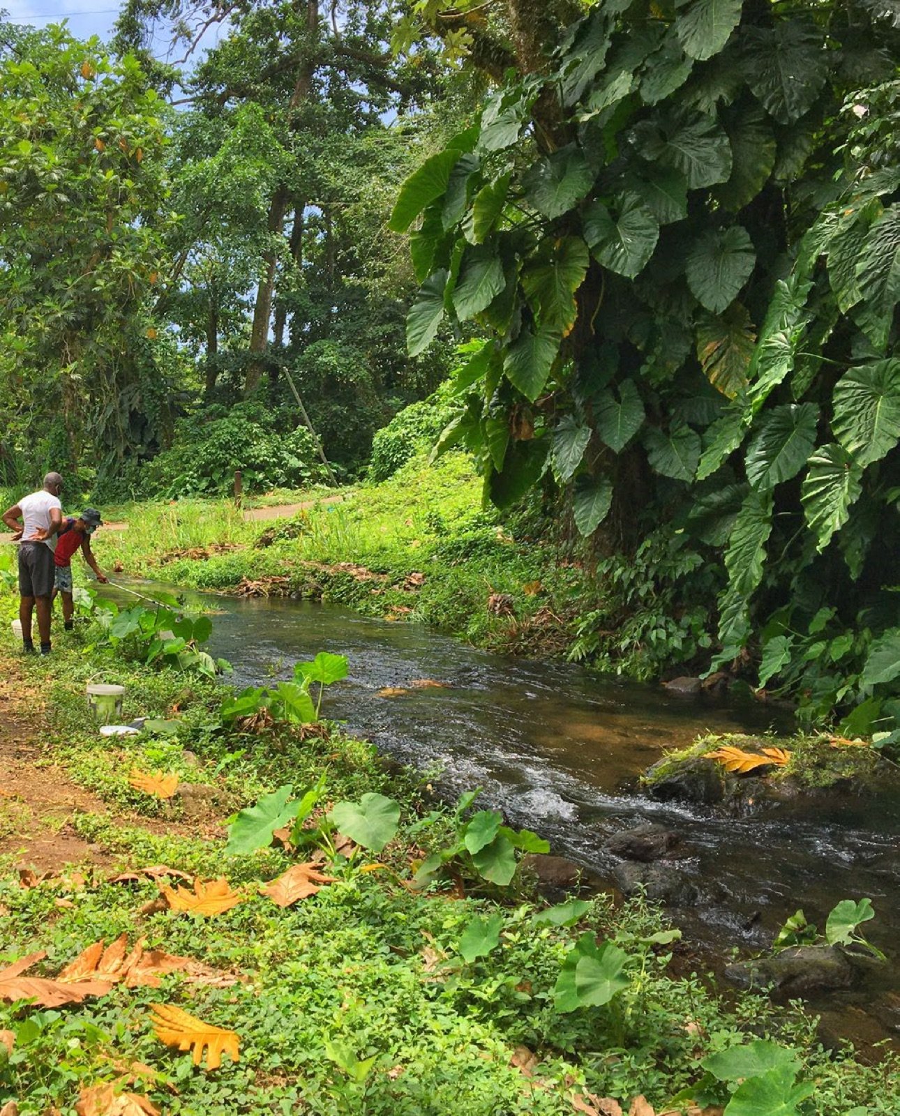 Rivière de Guadeloupe où vit le guppy Poecilia reticulata à l’état sauvage