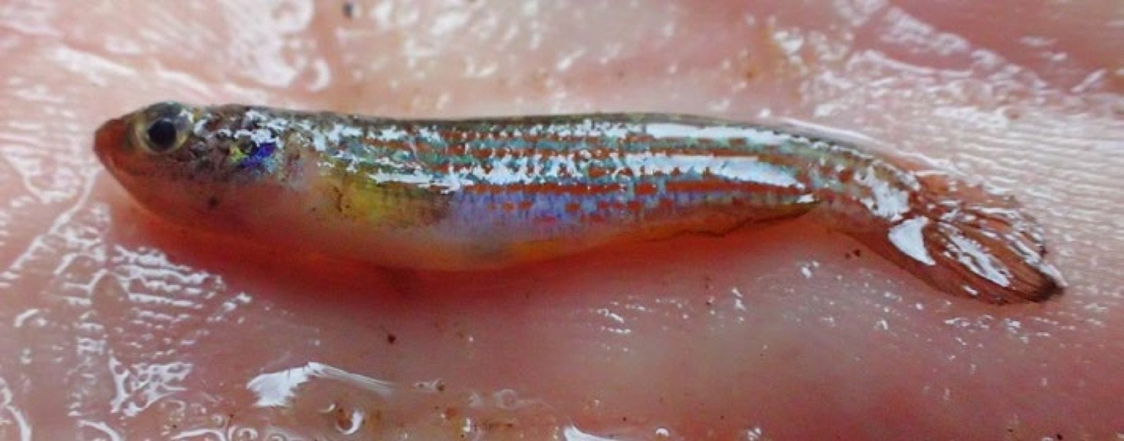 Rivulus cf. urophthalmus trouvé dans une flaque d’eau peu profonde