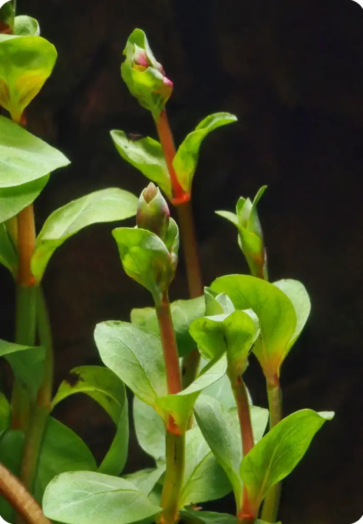 rotala détail