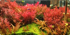rotala rouge