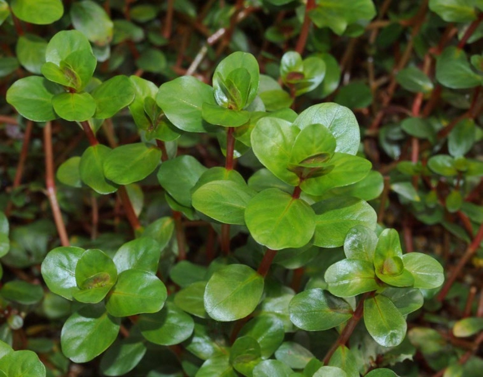 Rotala sp. H'ra en feuillage émergé