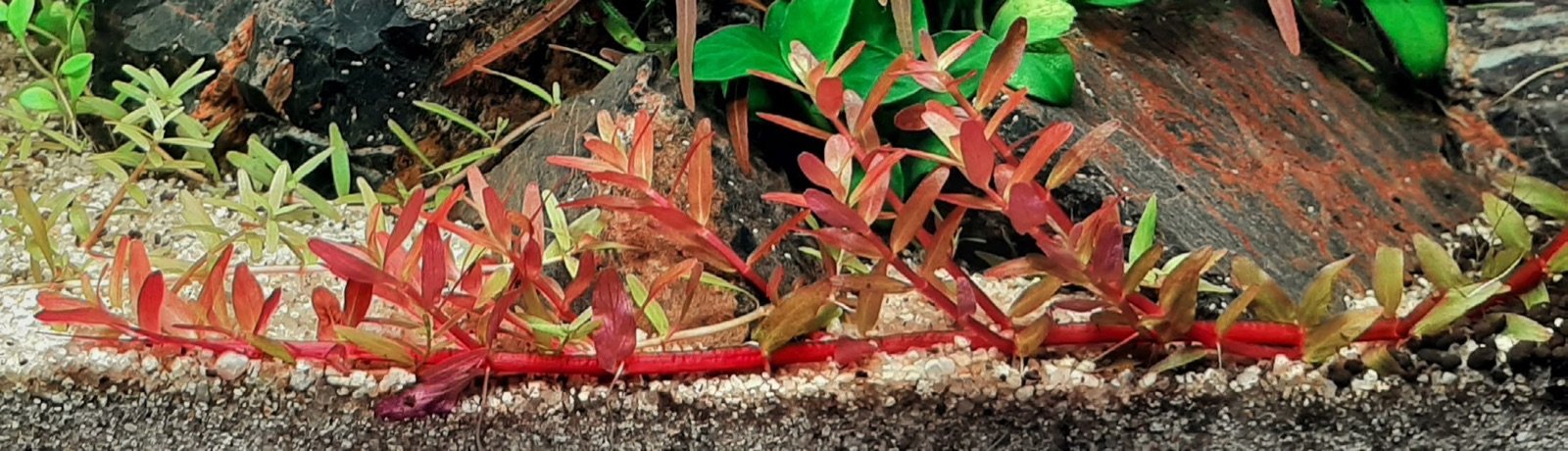 Tige de Rotala sp. H'ra développant racines et nouvelles tiges à chaque nœud