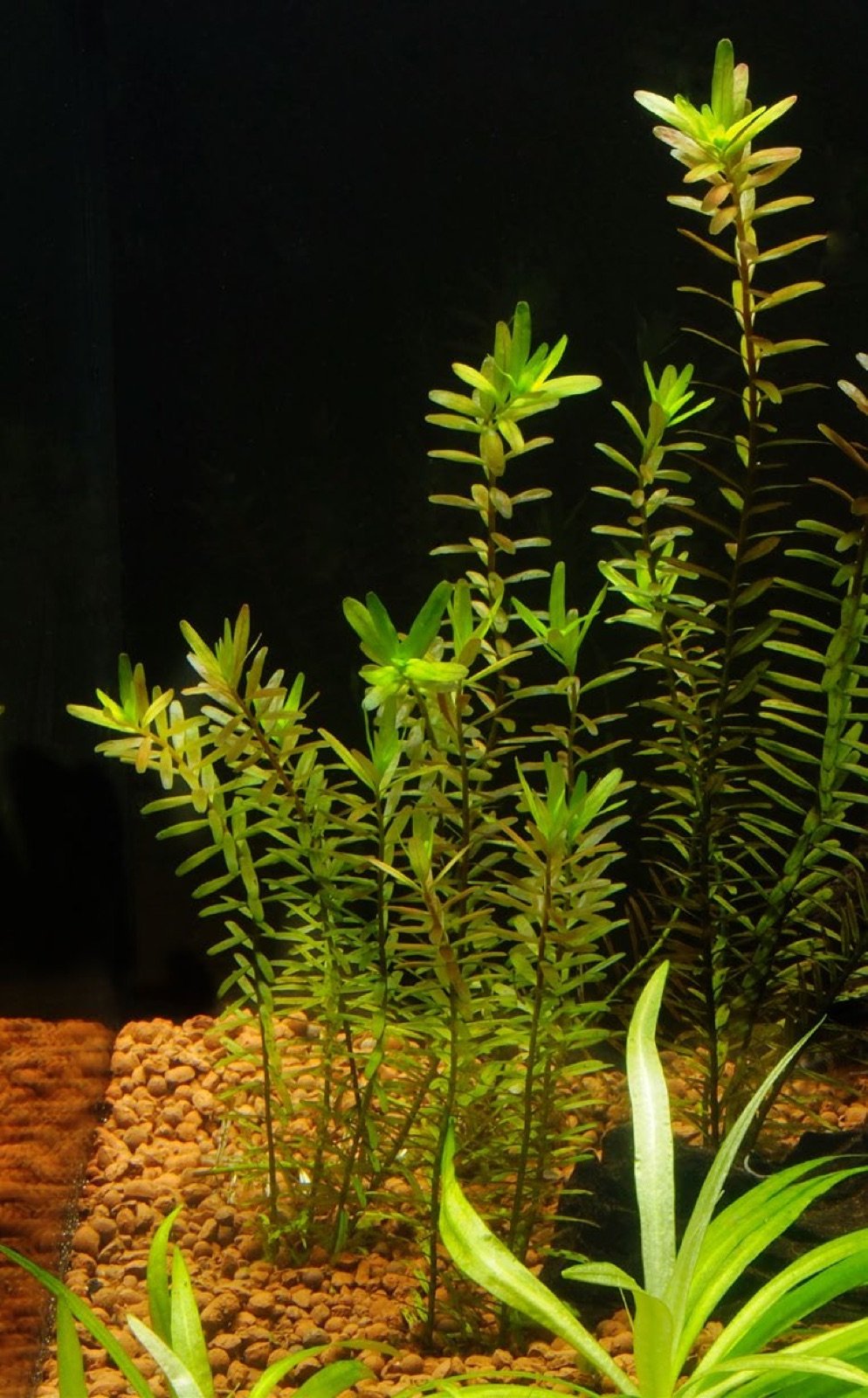Bouquets de 3 à 4 tiges de Rotala indica espacés dans l'aquarium