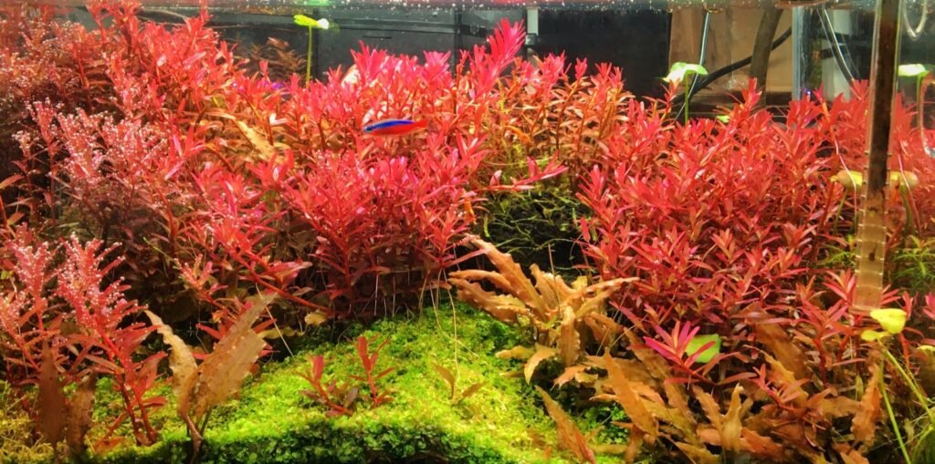 Rotala rotundifolia composante principale du décor d'un aquarium d'ensemble