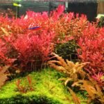 Rotala rotundifolia composante principale du décor d'un aquarium d'ensemble
