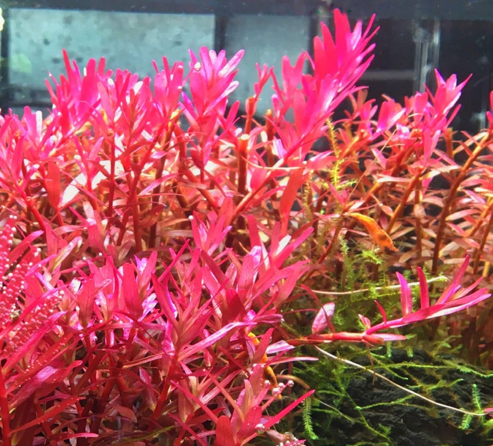 Rotala rotundifolia variété Blood Red en aquarium