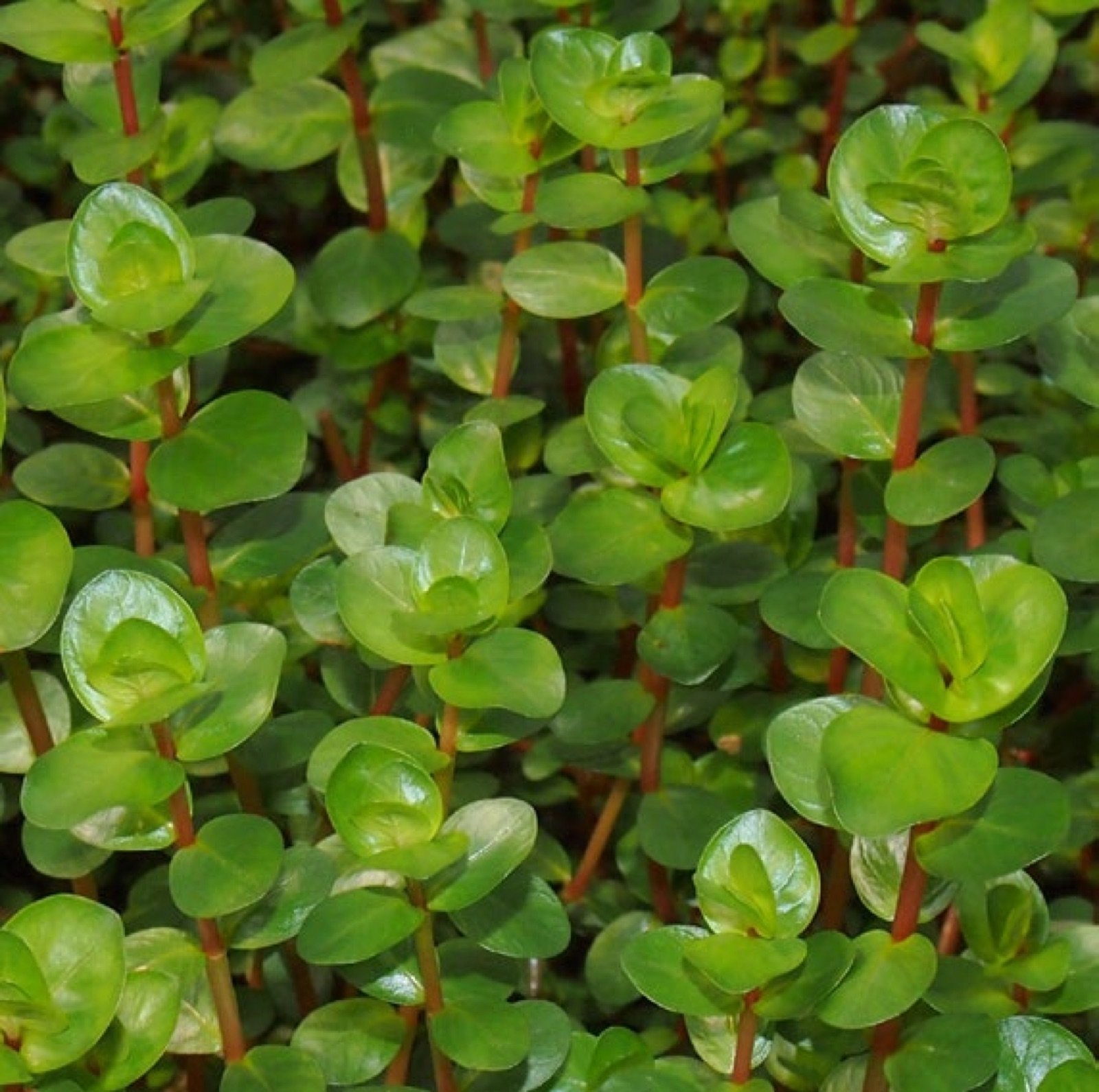 Rotala rotundifolia variété Blood Red en culture de serre