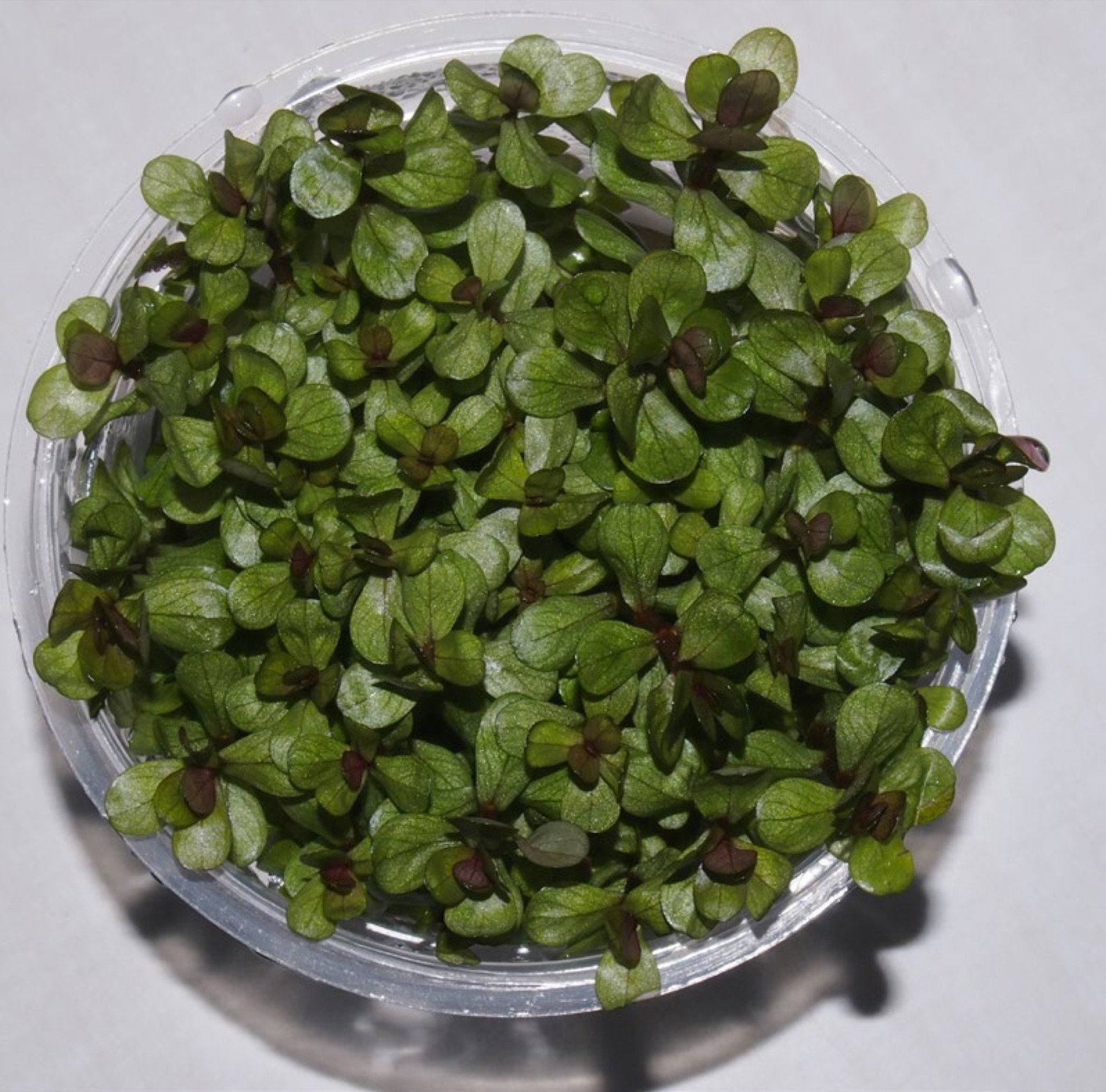 Culture in vitro de Rotala rotundifolia en coupelle