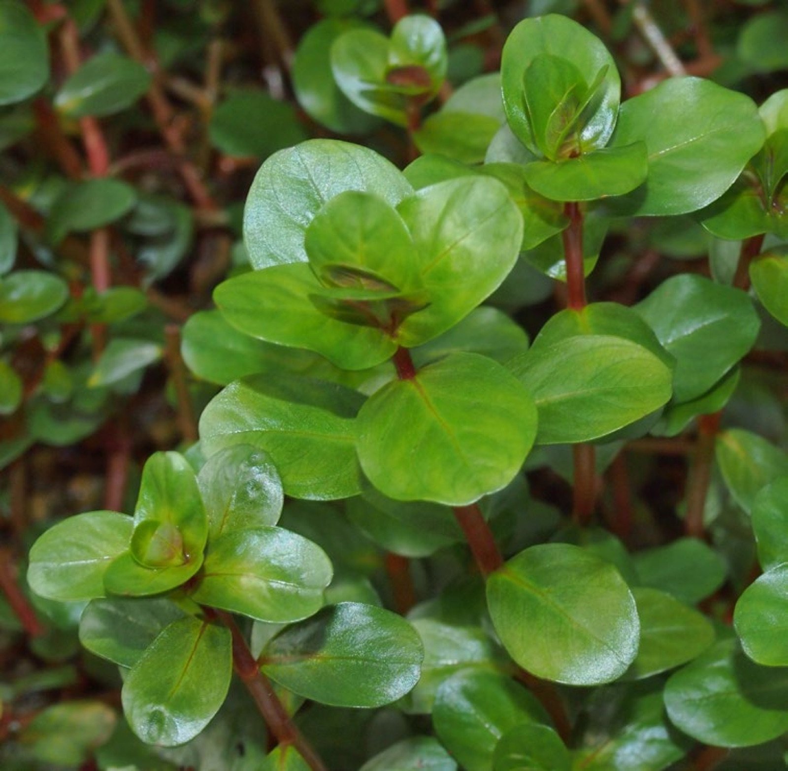Détail des feuilles rondes de Rotala rotundifolia