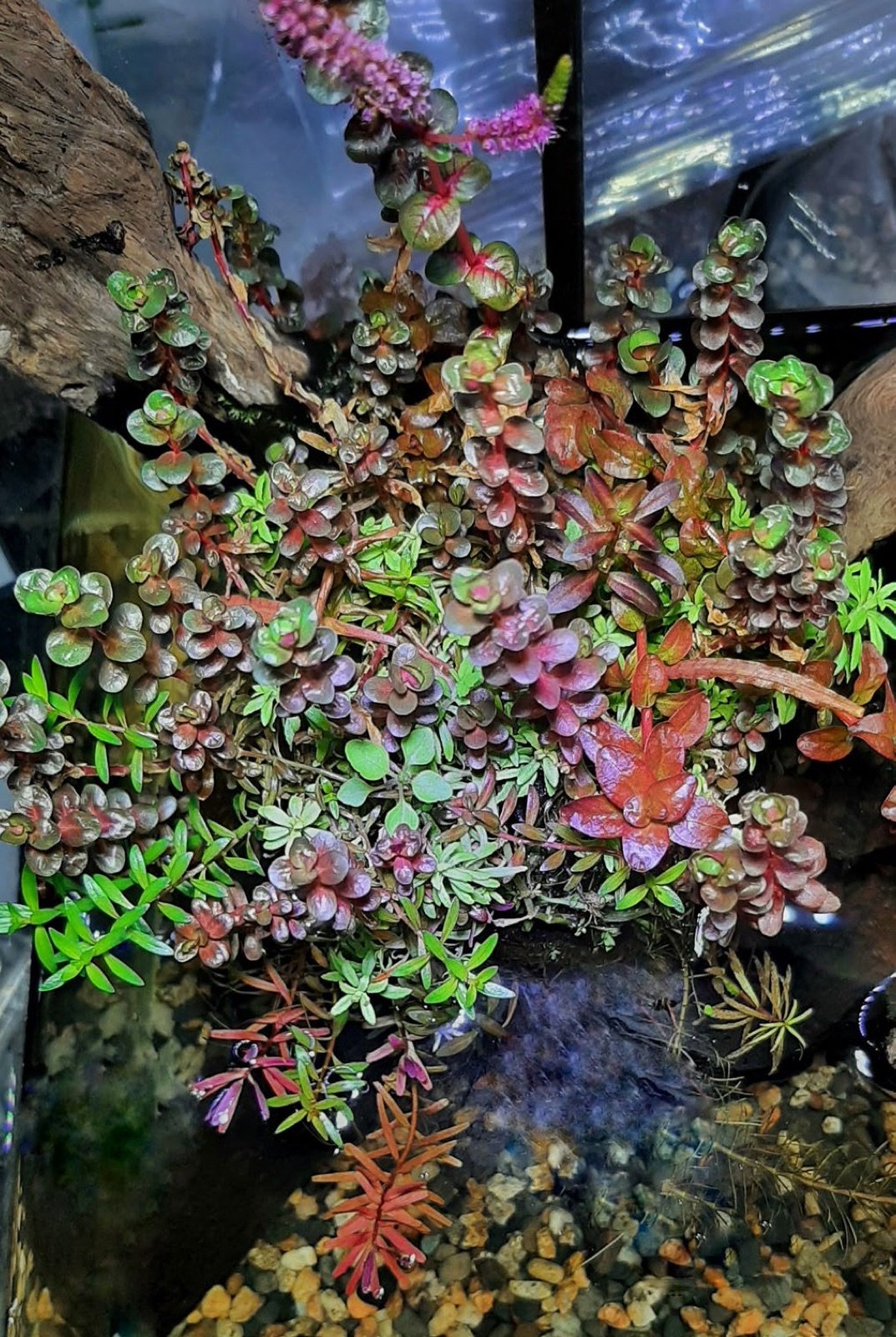 Rotala rotundifolia avec feuillage émergé et fleurs