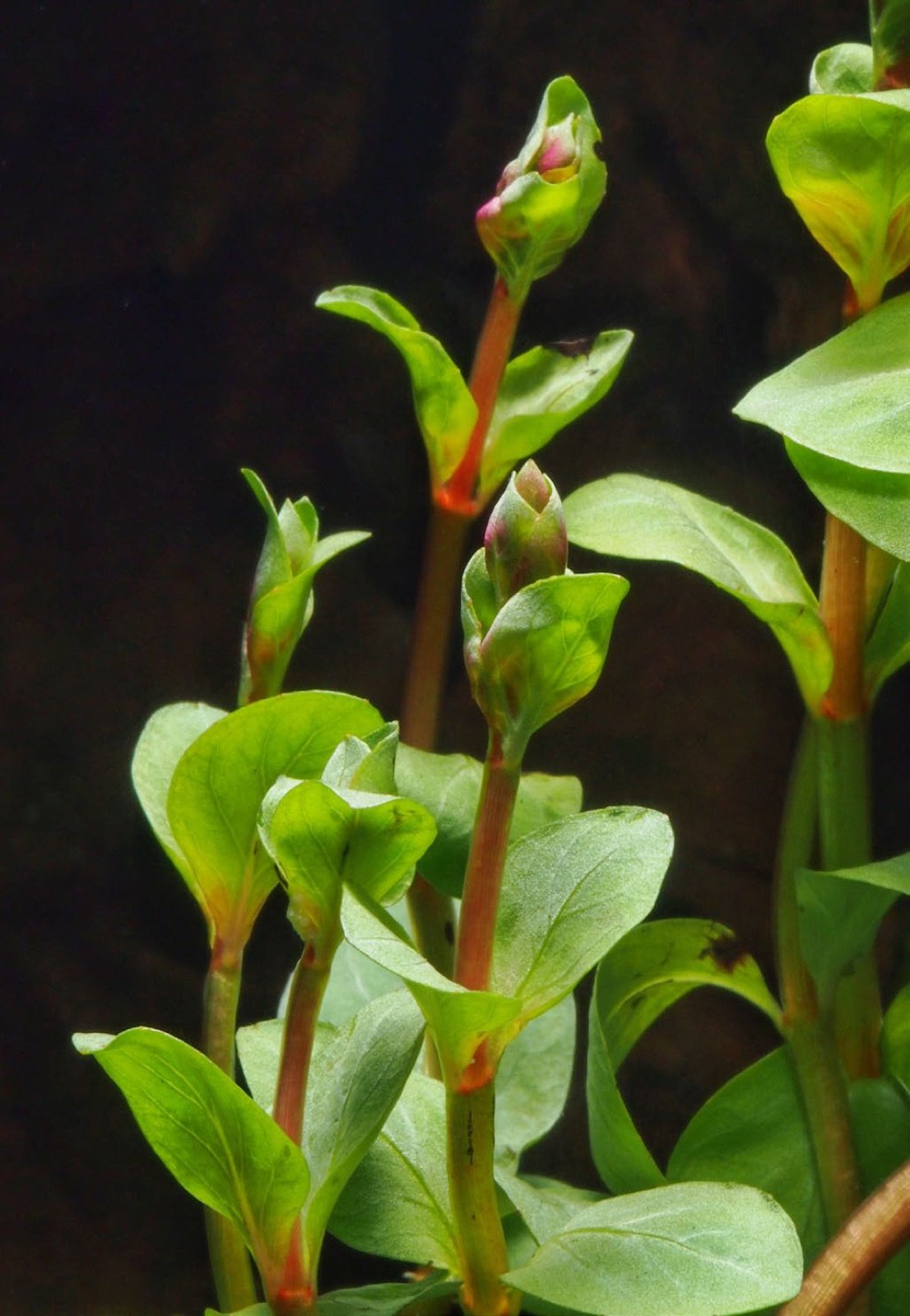 Tiges émergées de Rotala rotundifolia avec boutons floraux