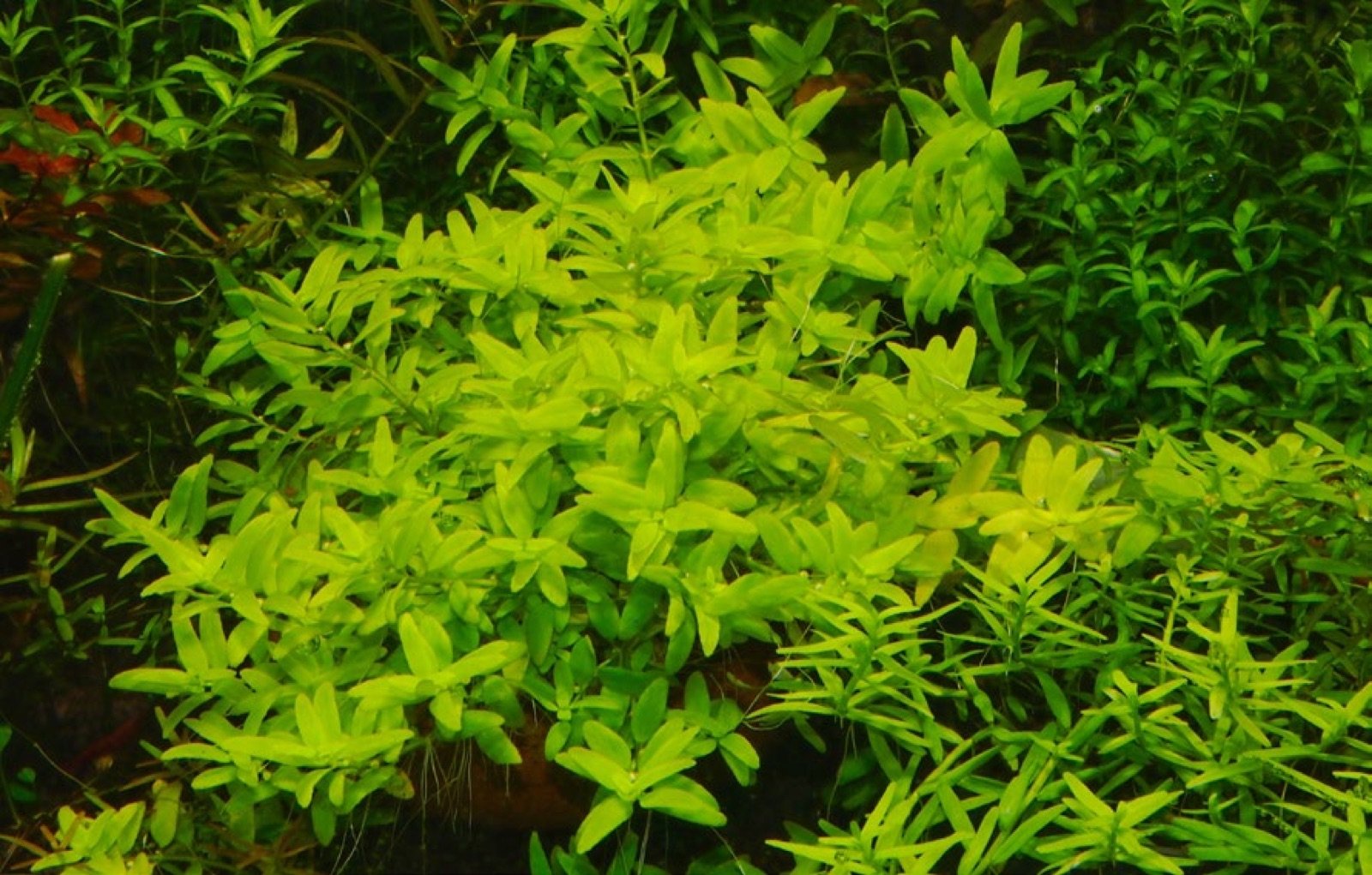 Rotala rotundifolia variété Green en aquarium