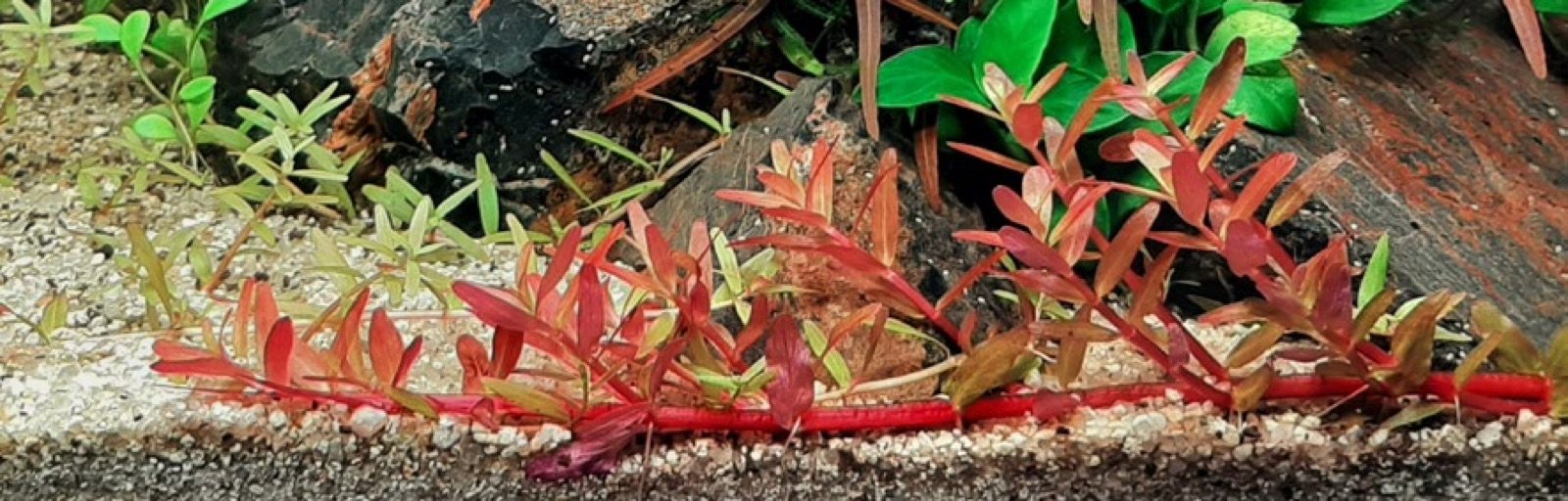 Rotala rotundifolia variété H'ra, croissance rampante en aquarium