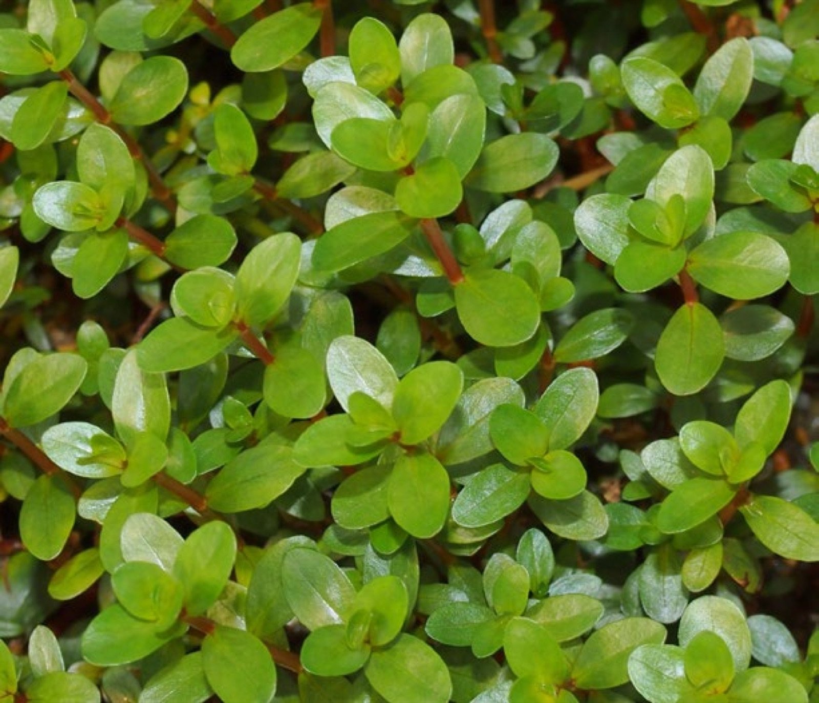 Rotala rotundifolia variété H'ra en culture de serre