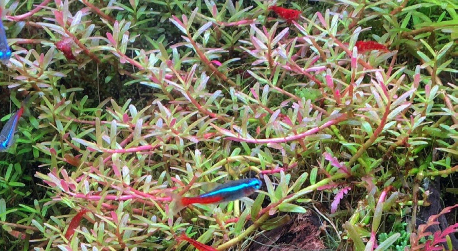 Rotala rotundifolia variété Laos en aquarium