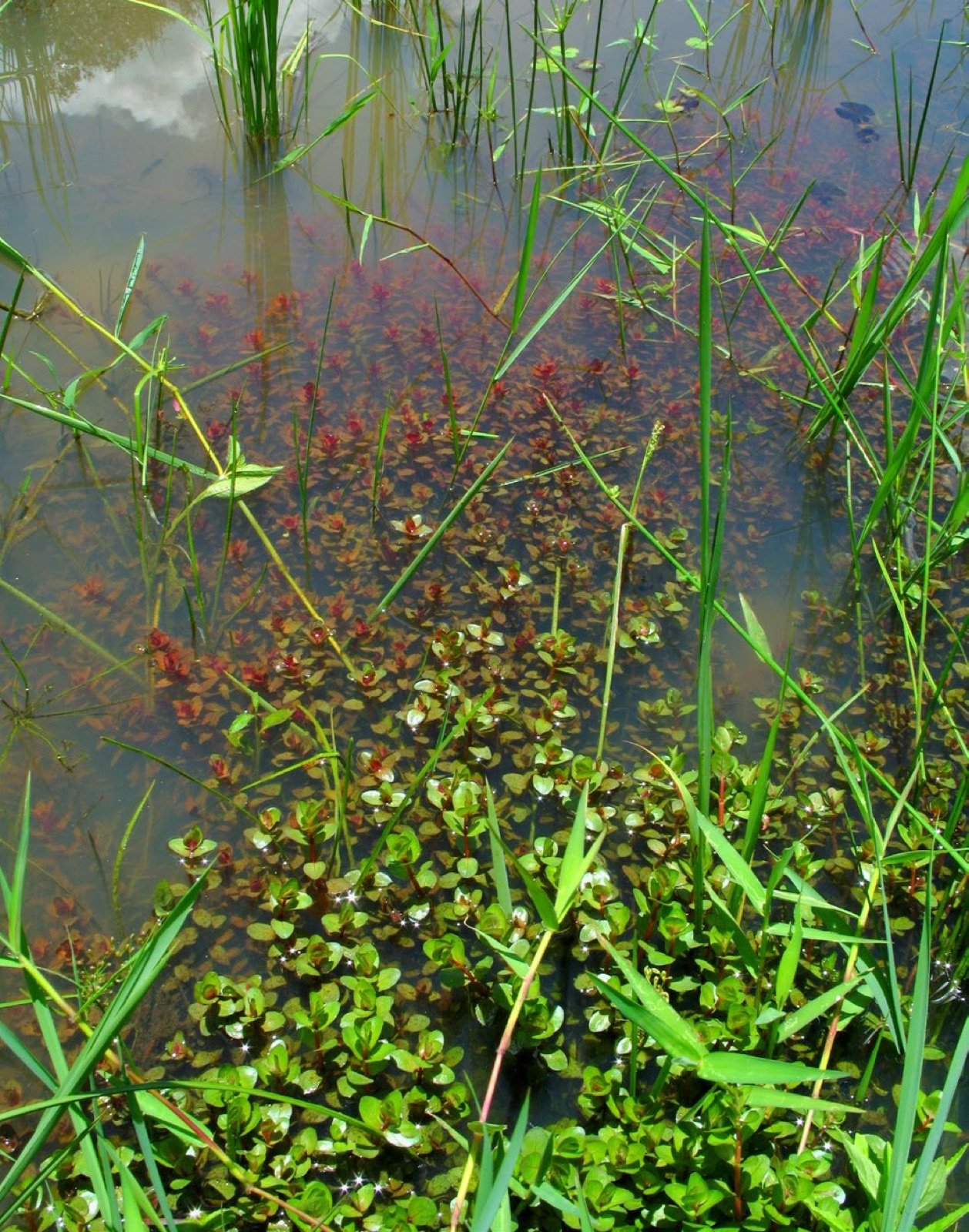 Rotala rotundifolia dans une zone humide en Thaïlande