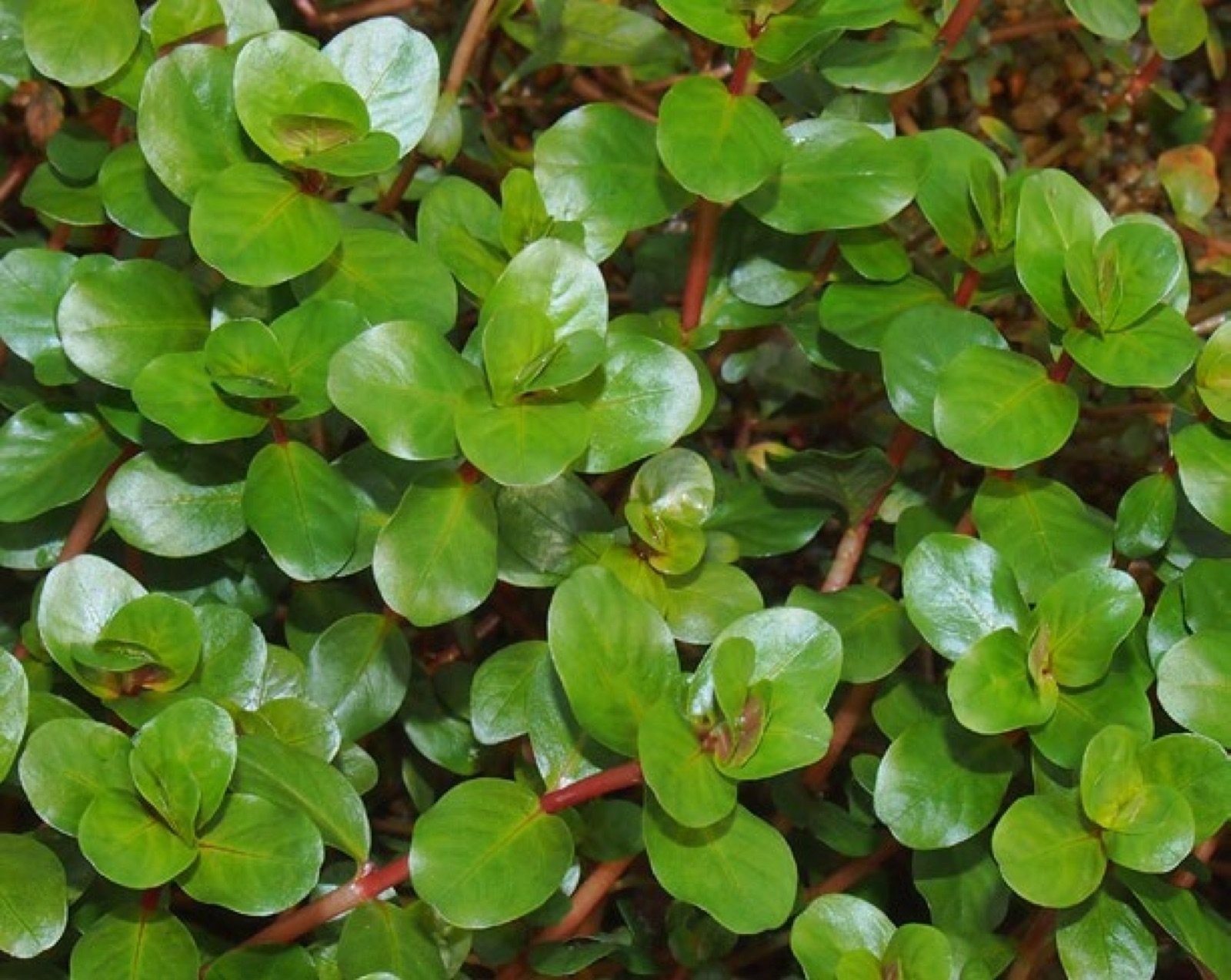 Rotala rotundifolia variété Orange Juice en culture de serre
