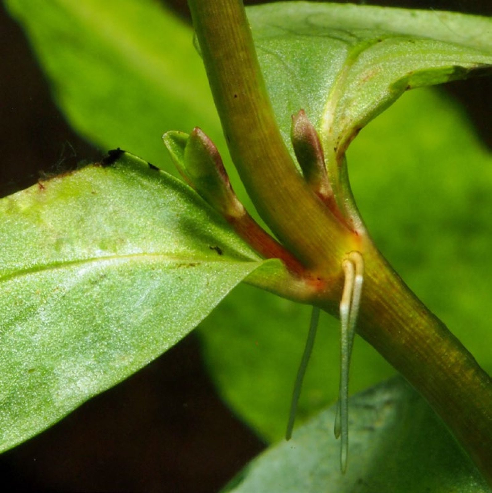 Pousses latérales à la base des feuilles de Rotala rotundifolia