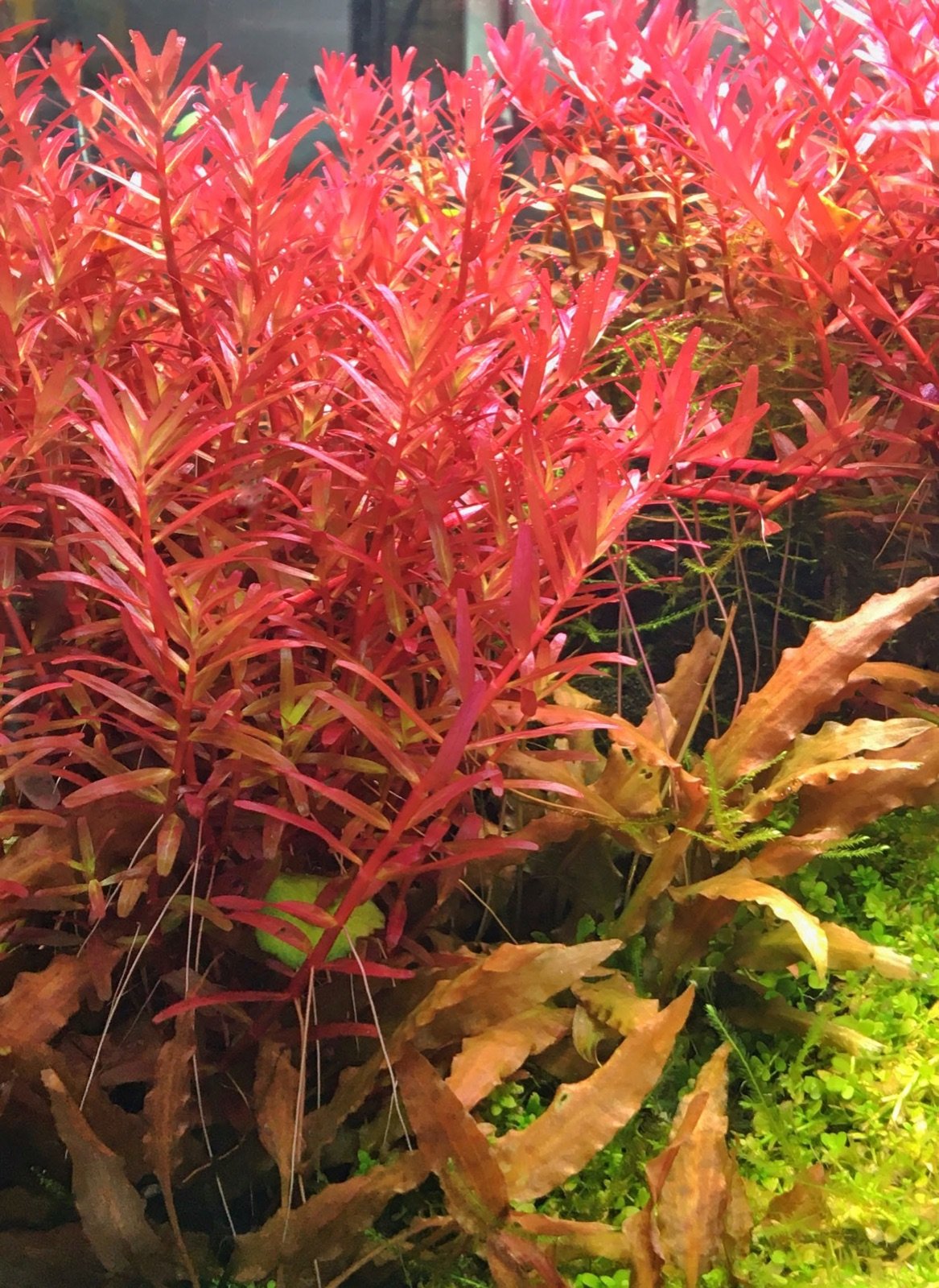 Massif de Rotala rotundifolia aux teintes rouges en aquarium