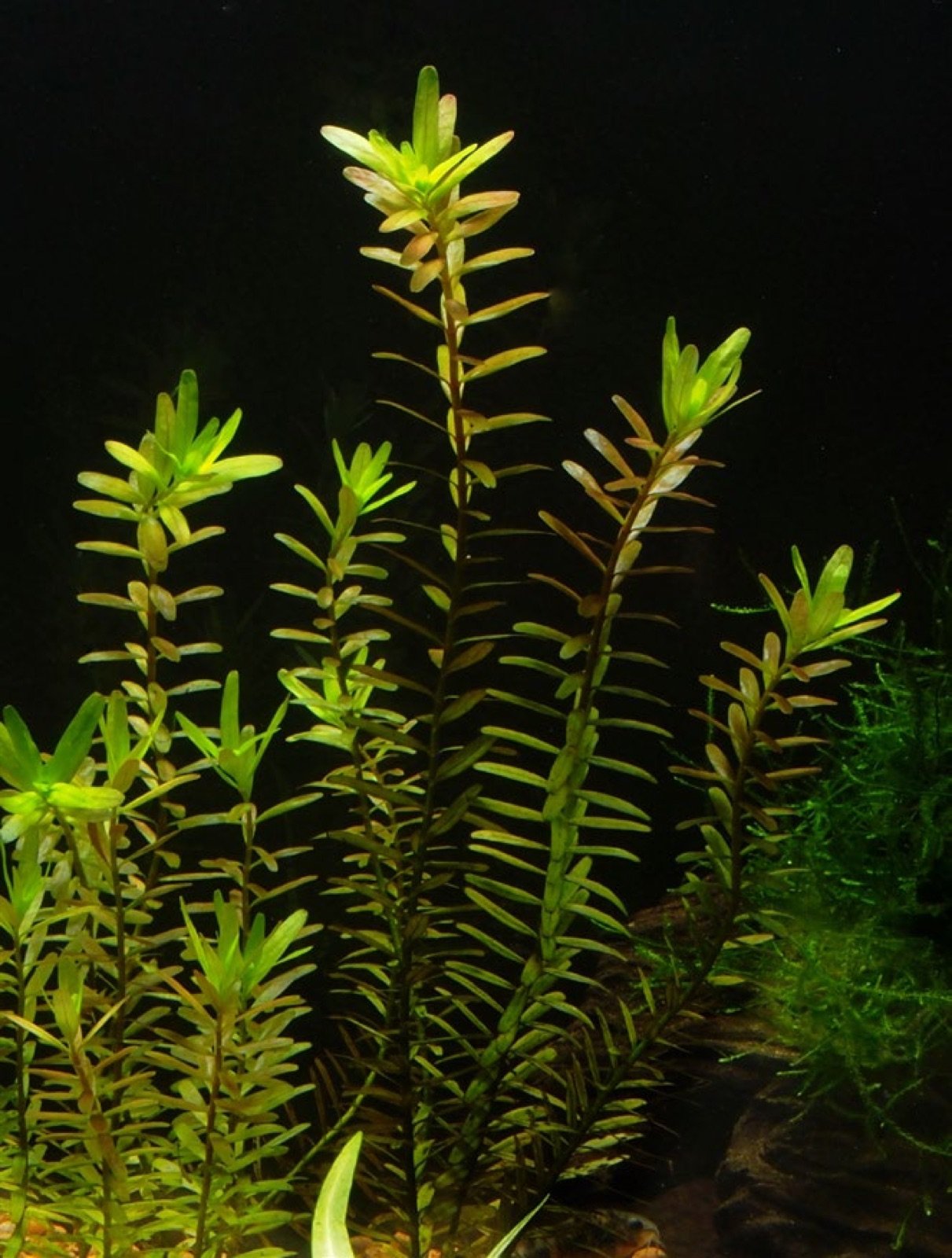 Tiges de Rotala rotundifolia en aquarium