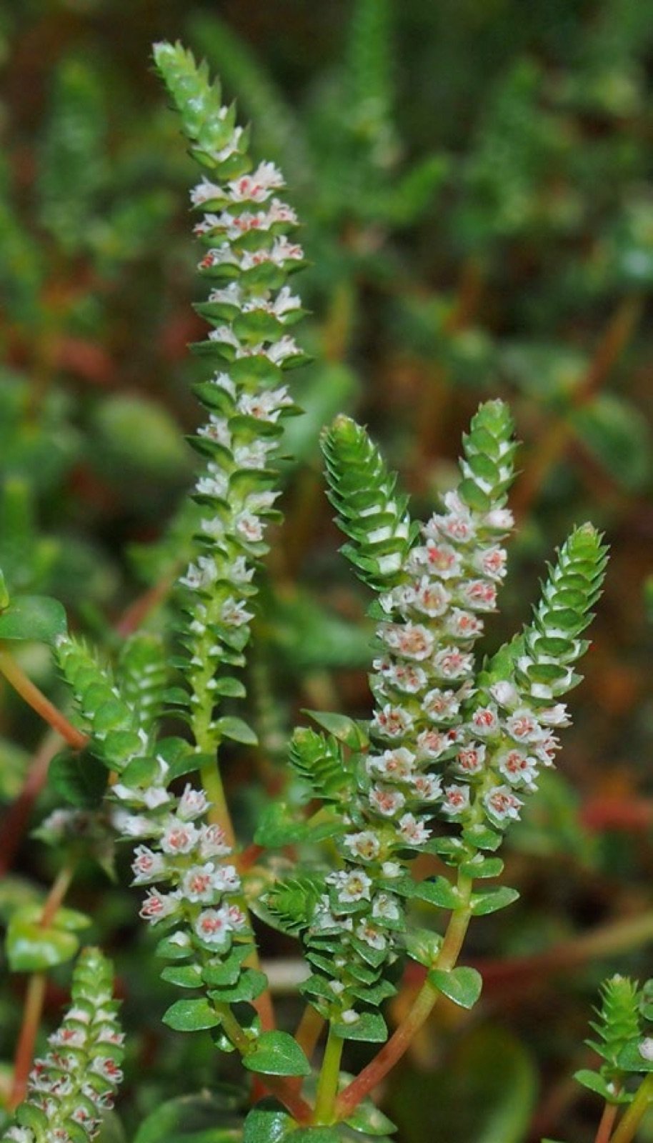 Rotala variété Bonzaï en fleurs