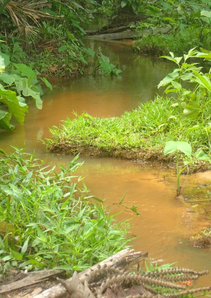 Petit ruisseau dans l'Amazonie péruvienne près de Puerto Maldonado