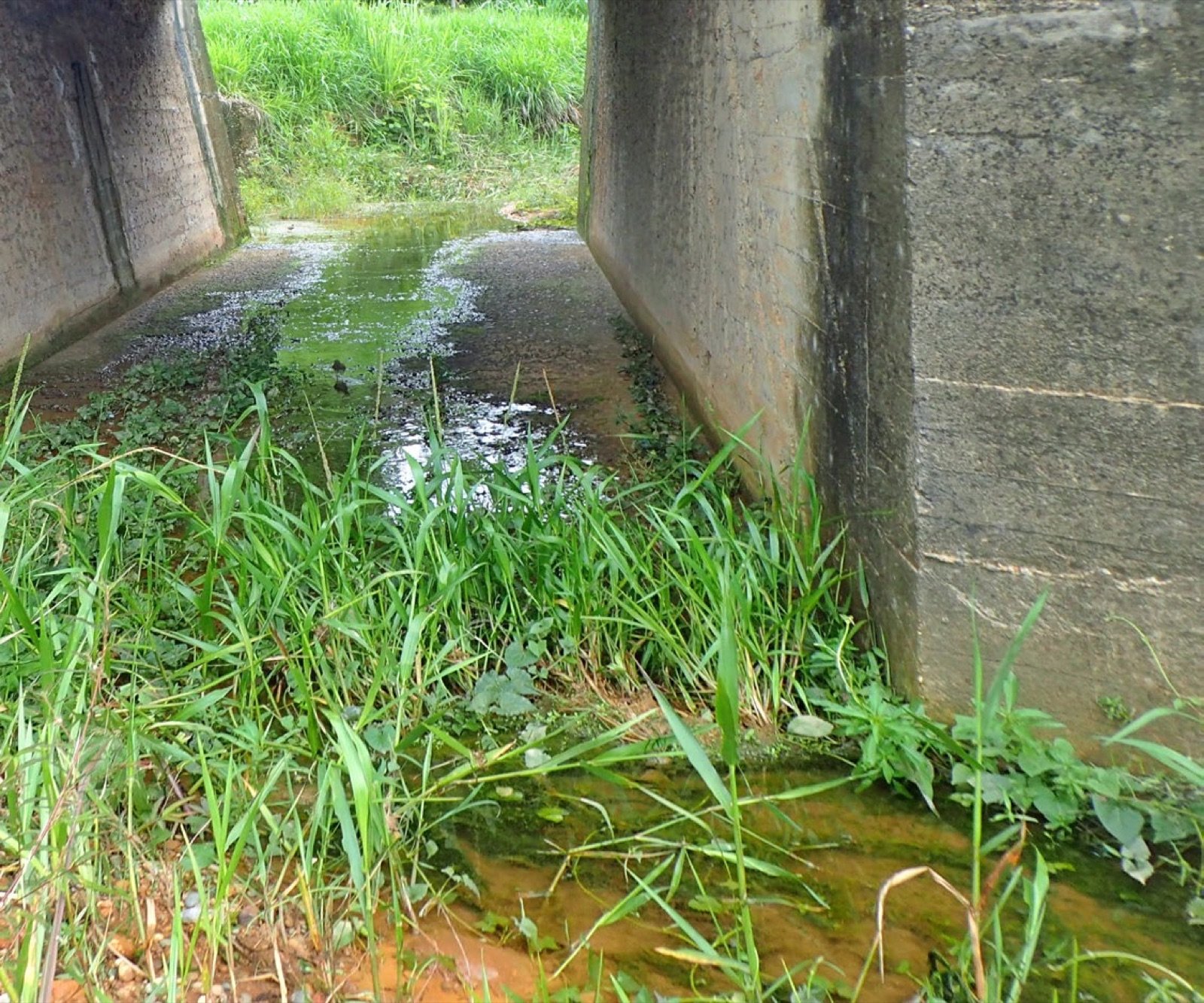Ruisseau coulant sous un pont en milieu tropical amazonien
