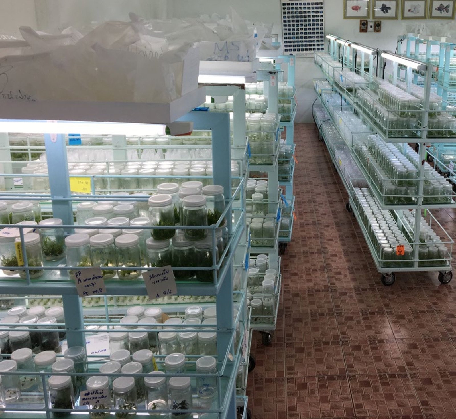 Salle de culture in vitro des pieds mères avec éclairage artificiel et climatisation