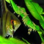 Scalaire veillant sur sa ponte et ses jeunes alevins en aquarium