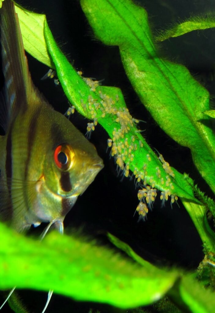 Scalaire veillant sur sa ponte et ses jeunes alevins en aquarium