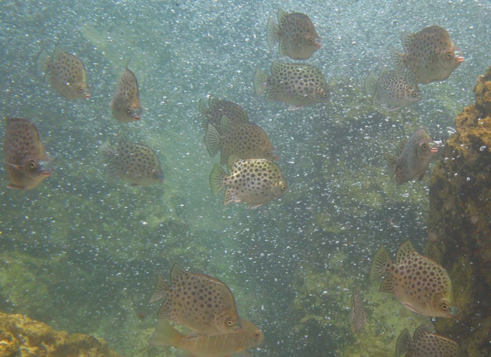 Scatophagus argus adultes nageant dans les bulles d'eau