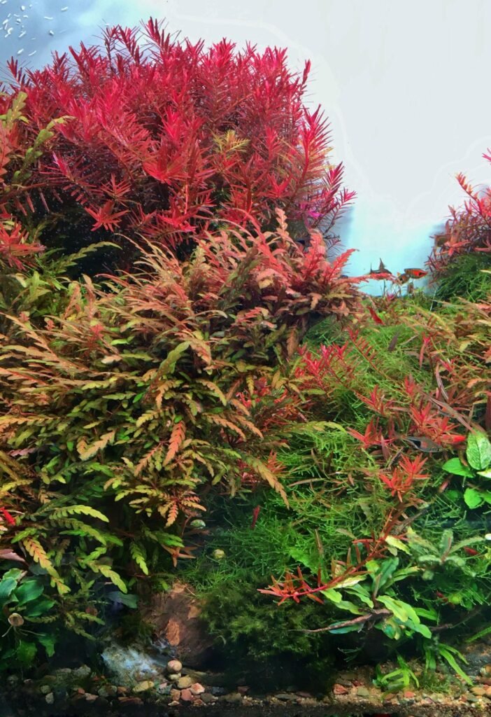 Aquascape rouge luxuriant chez Atlantis, Bangkok