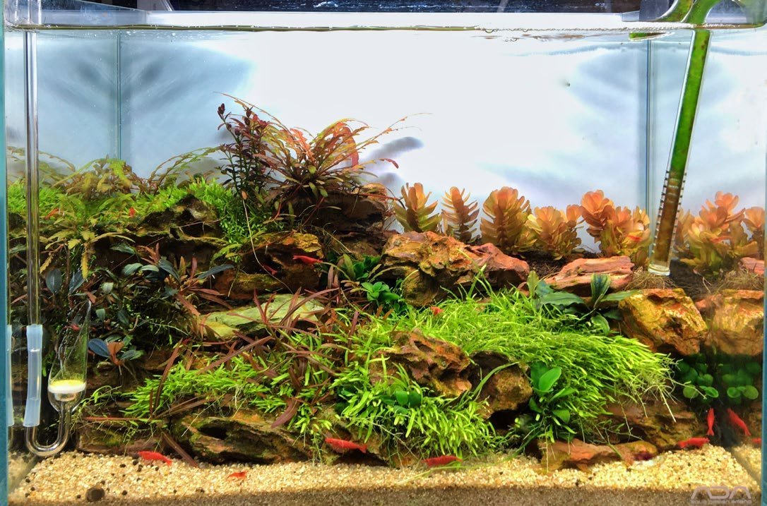 Nano-aquarium de 20 litres à décor à croissance lente