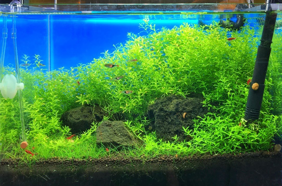 Nano-aquarium de 20 litres planté de Rotala sp.