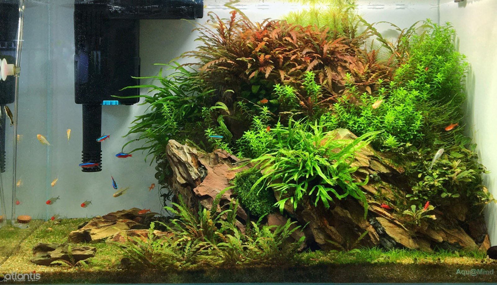 Aquarium de 64 litres rocheux, plantes à croissance lente