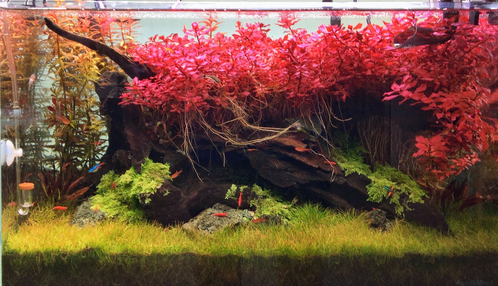 Aquarium de 64 litres à décor mixte de racines et de mousses