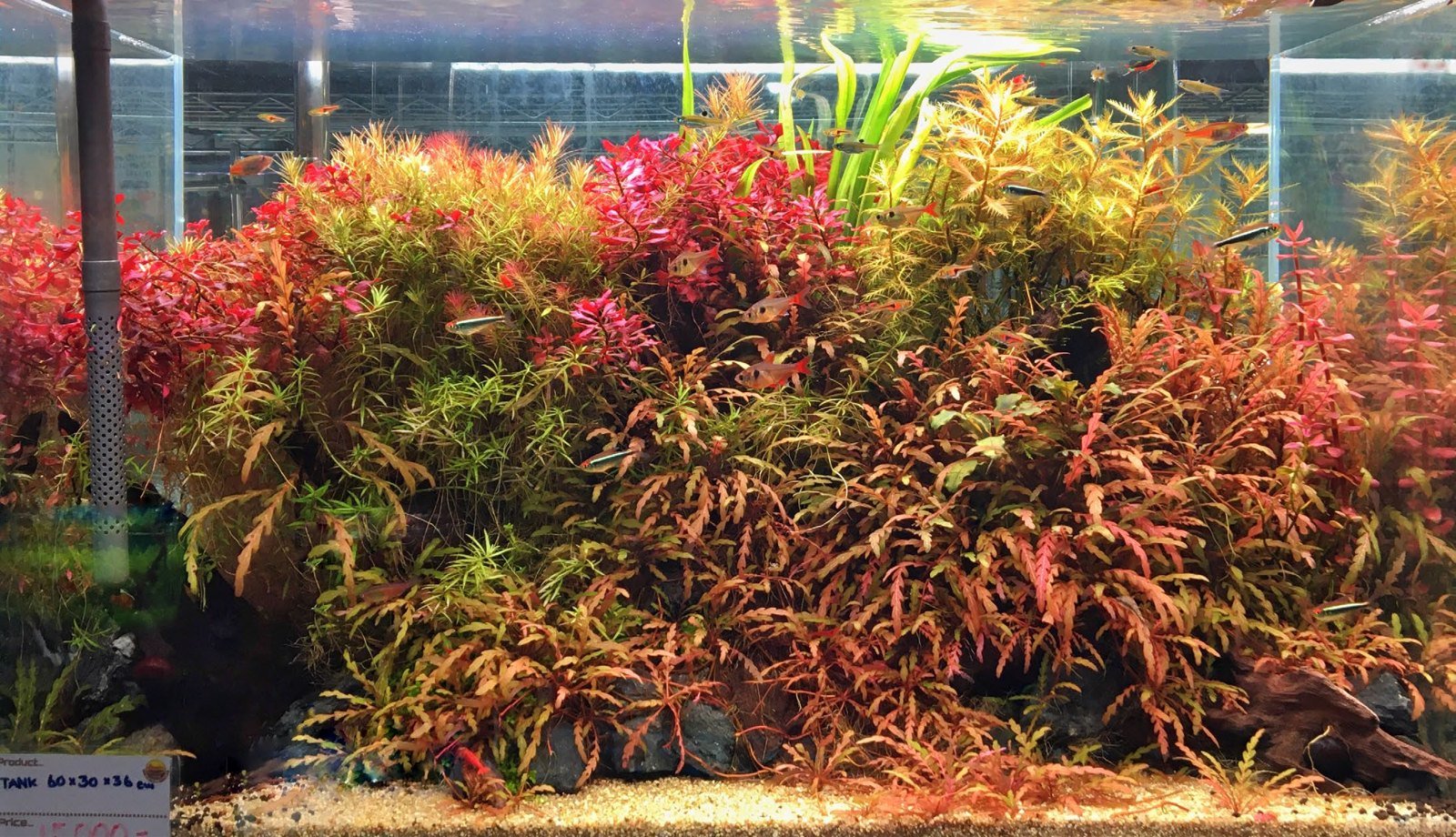 Aquarium de 64 litres à décor mixte, végétation patchwork