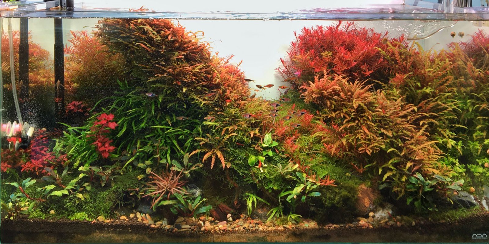 Aquarium de 180 litres à décor mixte, plage de sable et rempart rocheux