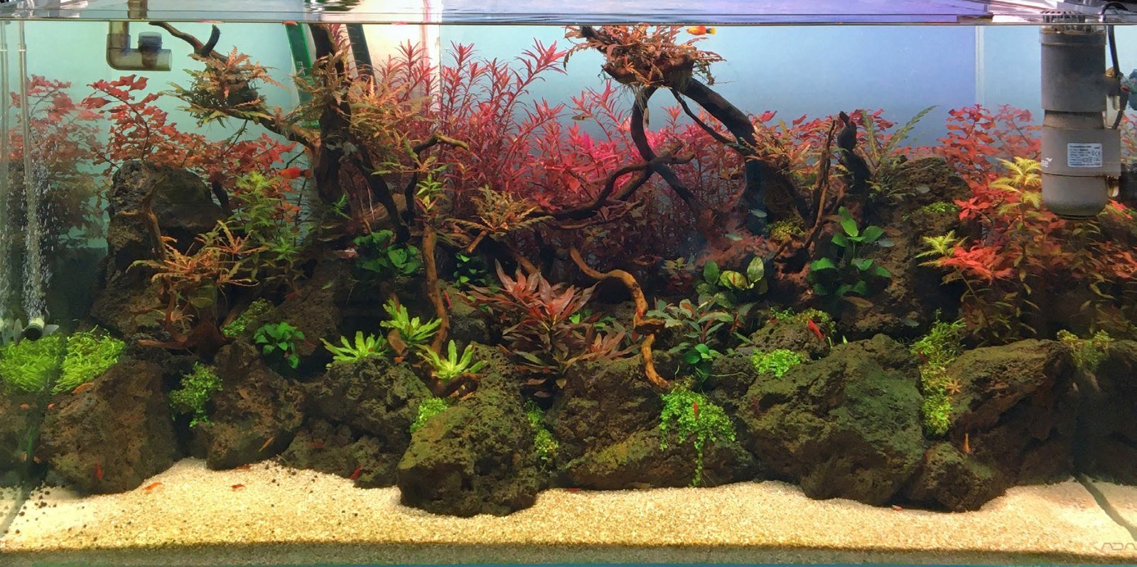 Aquarium de 180 litres planté, décor mixte